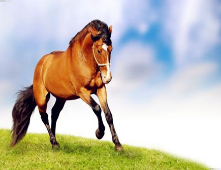 一月出生属马人的运势 一月出生属马人的运势