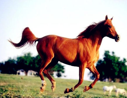 三月出生属马人的运势