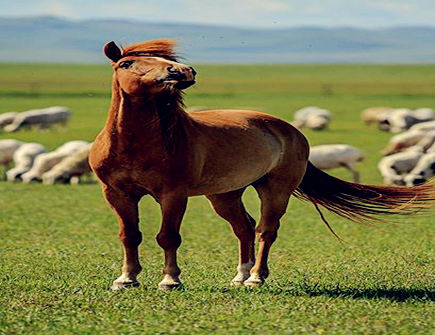 六月出生属马人的运势