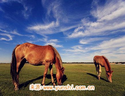 九月出生属马人的运势 九月出生属马人的运势