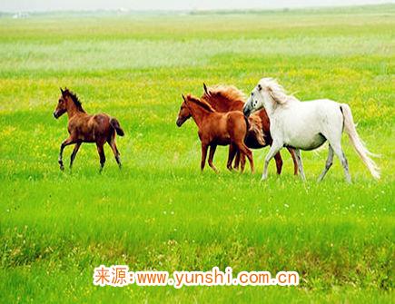 十月出生属马人的运势 十月出生属马人的运势