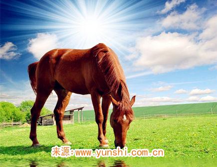 十二月出生属马人的运势 十二月出生属马人的运势