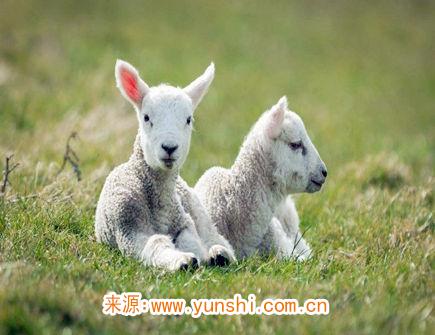 一月出生属羊人的运势 一月出生属羊人的运势