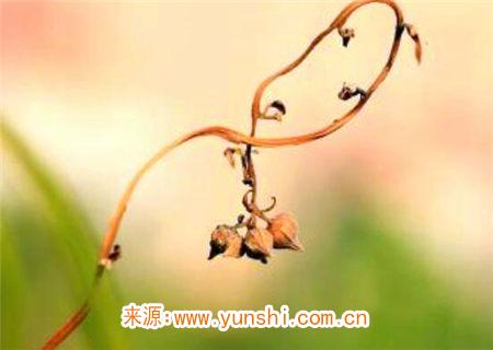 八字长寿的几大特征 八字长寿的几大特征