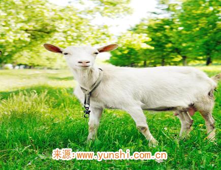 四月出生属羊人的运势 四月出生属羊人的运势