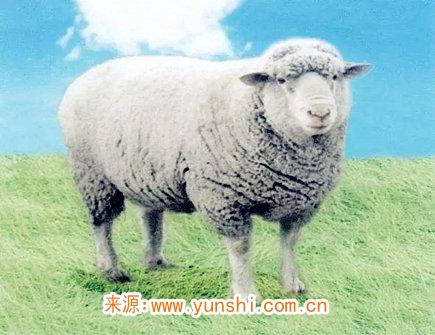 九月出生属羊人的运势 九月出生属羊人的运势