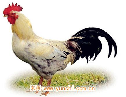 四月出生属鸡人的运势 四月出生属鸡人的运势