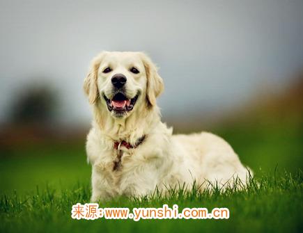 四月出生属狗人的运势