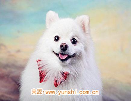 五月出生属狗人的运势 五月出生属狗人的运势