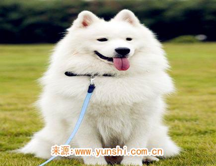 六月出生属狗人的运势