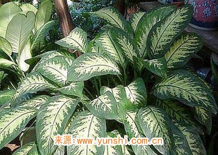 可以辟邪的风水植物有哪些 可以辟邪的风水植物有哪些