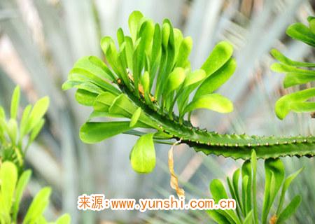 可以辟邪的风水植物有哪些 可以辟邪的风水植物有哪些