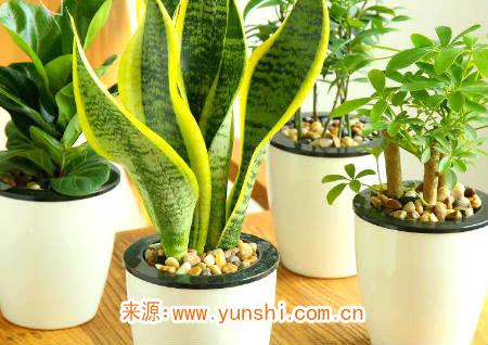 十二生肖风水植物