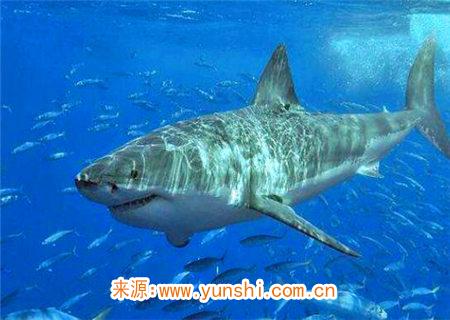 生性贪婪的八字特征 生性贪婪的八字特征