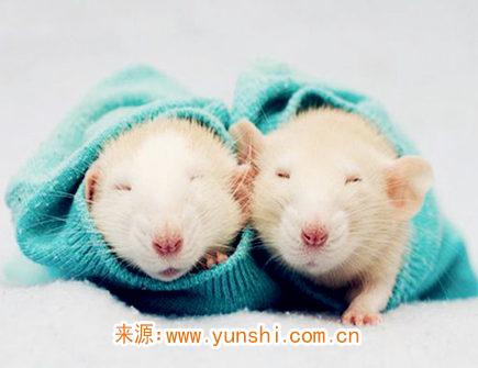 属鼠男咋面对女票出轨 属鼠男咋面对女票出轨