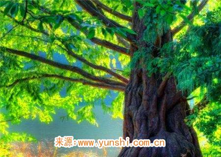 八字命理之甲木论 八字命理之甲木论