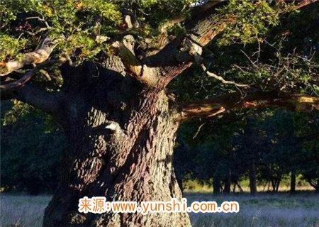 八字命理之甲木论 八字命理之甲木论