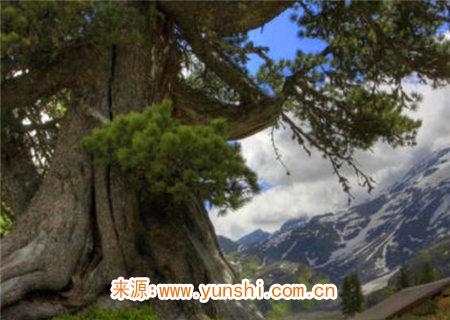 八字命理之甲木论 八字命理之甲木论