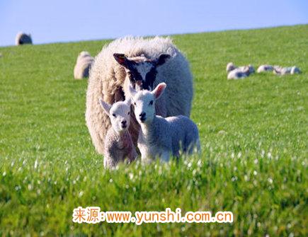 属羊人的爱情必杀绝招 属羊人的爱情必杀绝招