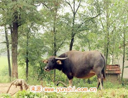 属牛心中最浪漫的事情