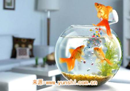 摆鱼缸的风水禁忌