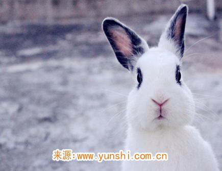 属兔心中最浪漫的事情