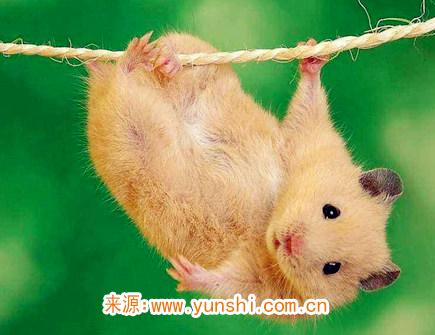 属鼠的人如何对待爱情