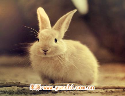 属兔的人如何面对感情 属兔的人如何面对感情