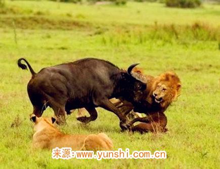 属牛在恋爱中注重什么细节 属牛在恋爱中注重什么细节