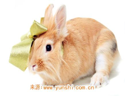 属兔在恋爱中注重什么细节