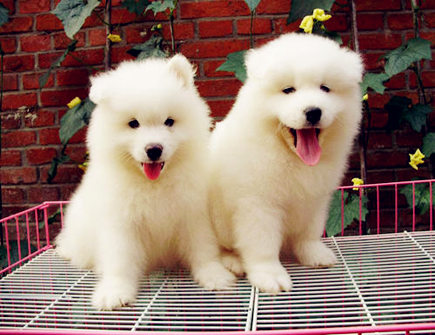 属狗的人未来十年运势