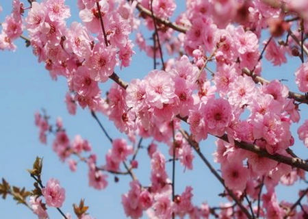 桃花位的风水作用有哪些