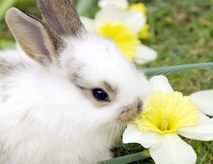 男命属兔的人2020年如何旺财