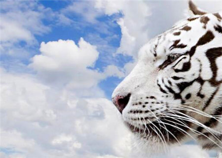 八字十神中的四凶神 八字十神中的四凶神