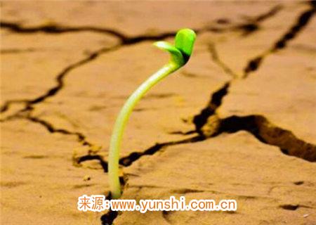 什么是假从格 什么是假从格