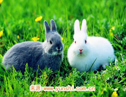 属兔人的事业稳定吗