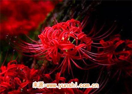 八字夫妻宫断语 八字夫妻宫断语