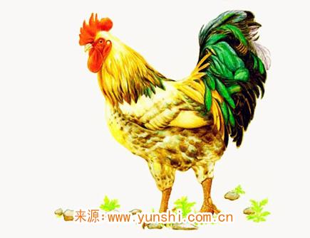 属鸡人的事业稳定吗