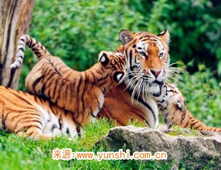 属虎的人幸运物有哪些