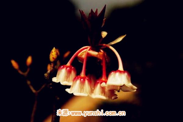 时柱偏印 时柱偏印