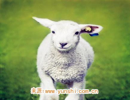 属羊的人幸运物有哪些 属羊的人幸运物有哪些