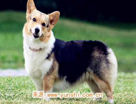 属狗的人幸运物有哪些