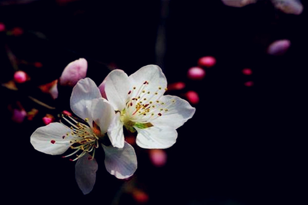 八字犯桃花的特征 八字犯桃花的特征