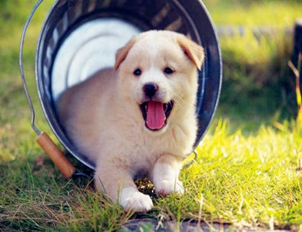 属狗人2021年的桃花方位 属狗人2021年的桃花方位