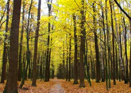 大林木命是什么意思 大林木命是什么意思