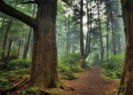 大林木命是什么意思 大林木命是什么意思