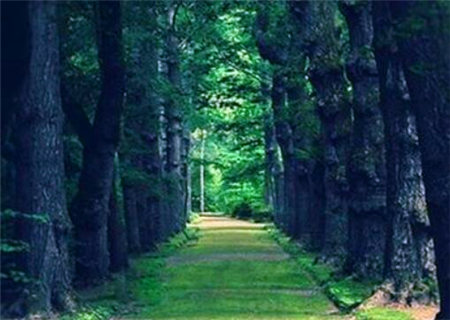 大林木命是什么意思 大林木命是什么意思