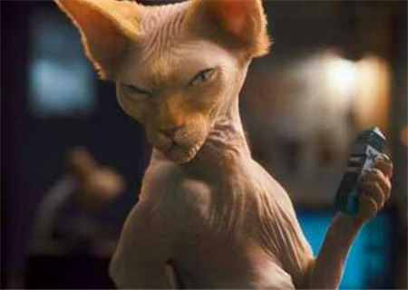 阴险狡诈的八字特征 阴险狡诈的八字特征