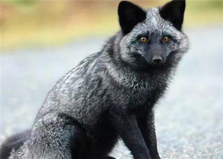 阴险狡诈的八字特征 阴险狡诈的八字特征