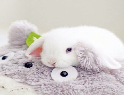 属兔本命年的大忌是什么